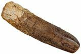 Fossil Sauropod Dinosaur (Titanosaur) Tooth - Morocco #293693-1